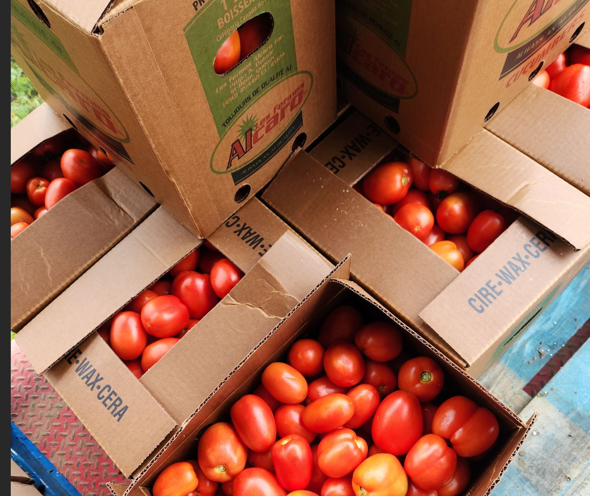 50 Pound Bushel of Tomatoes